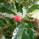 Sivun Ficus aspera Forst. fil. kuva