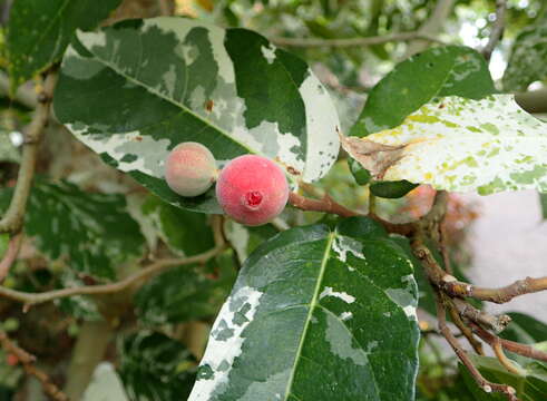 Ficus aspera Forst. fil.的圖片