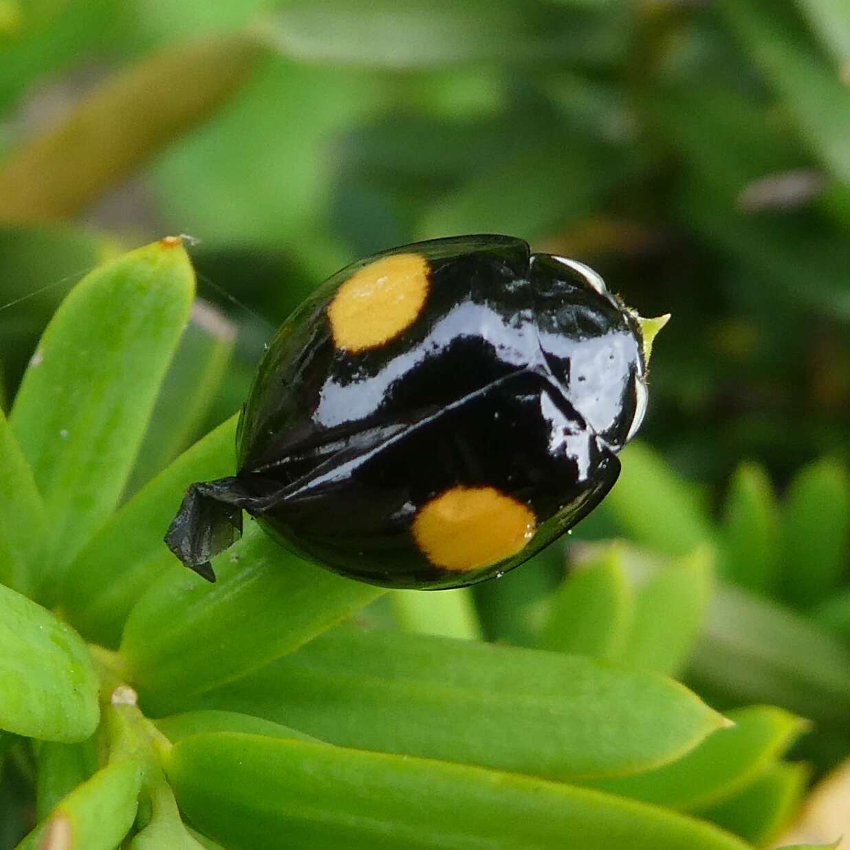 Image of Harmonia axyridis (Pallas 1773)