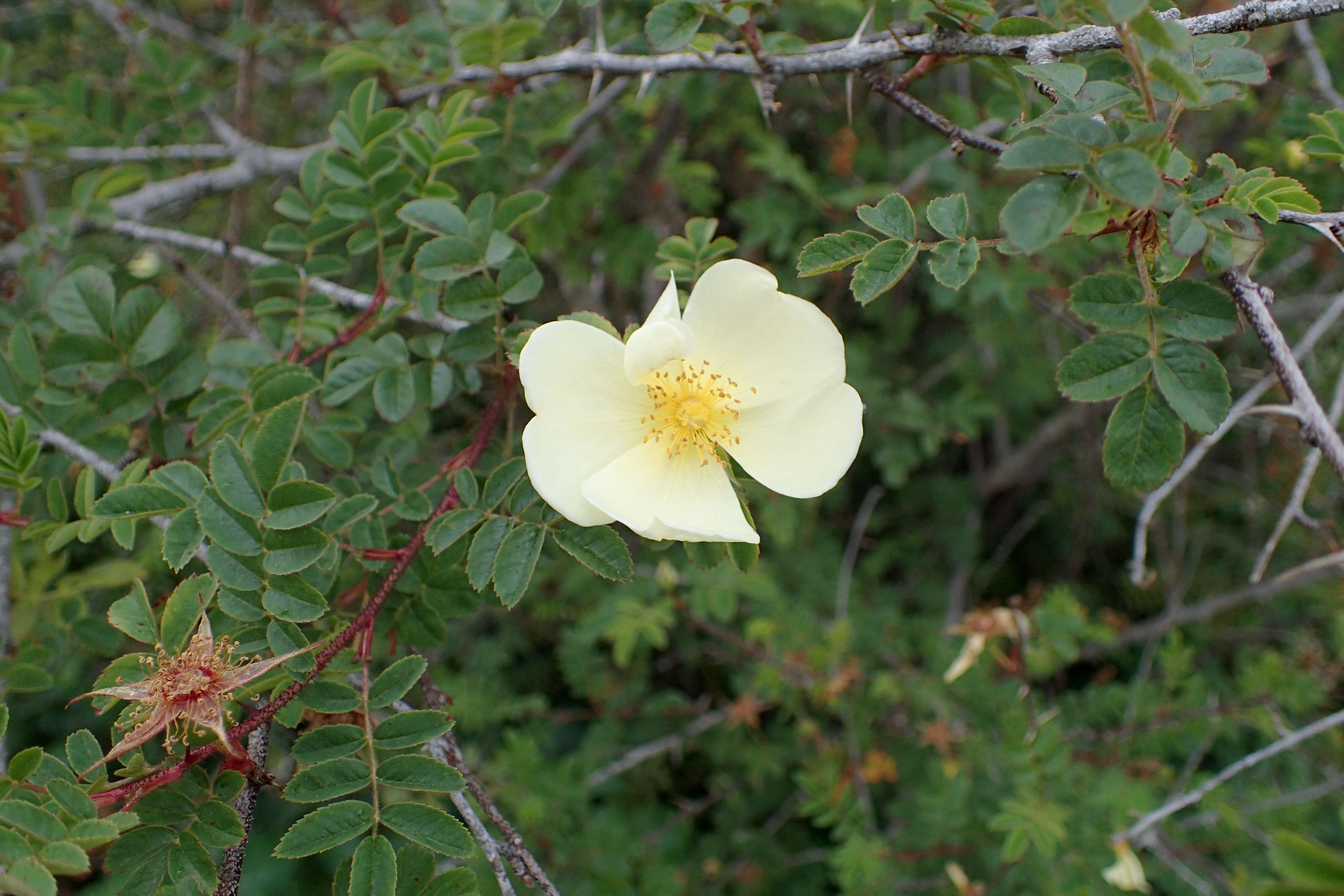 Image de Rosa xanthina Lindl.