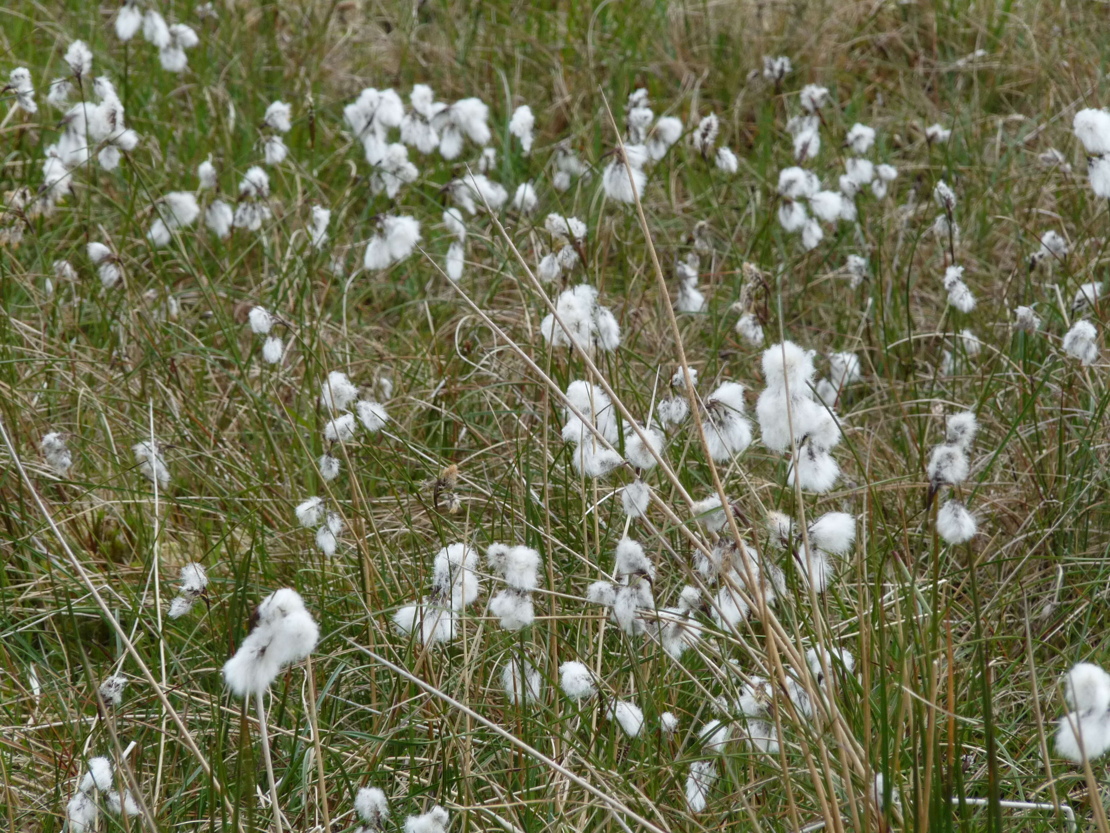 Image of common cottongrass