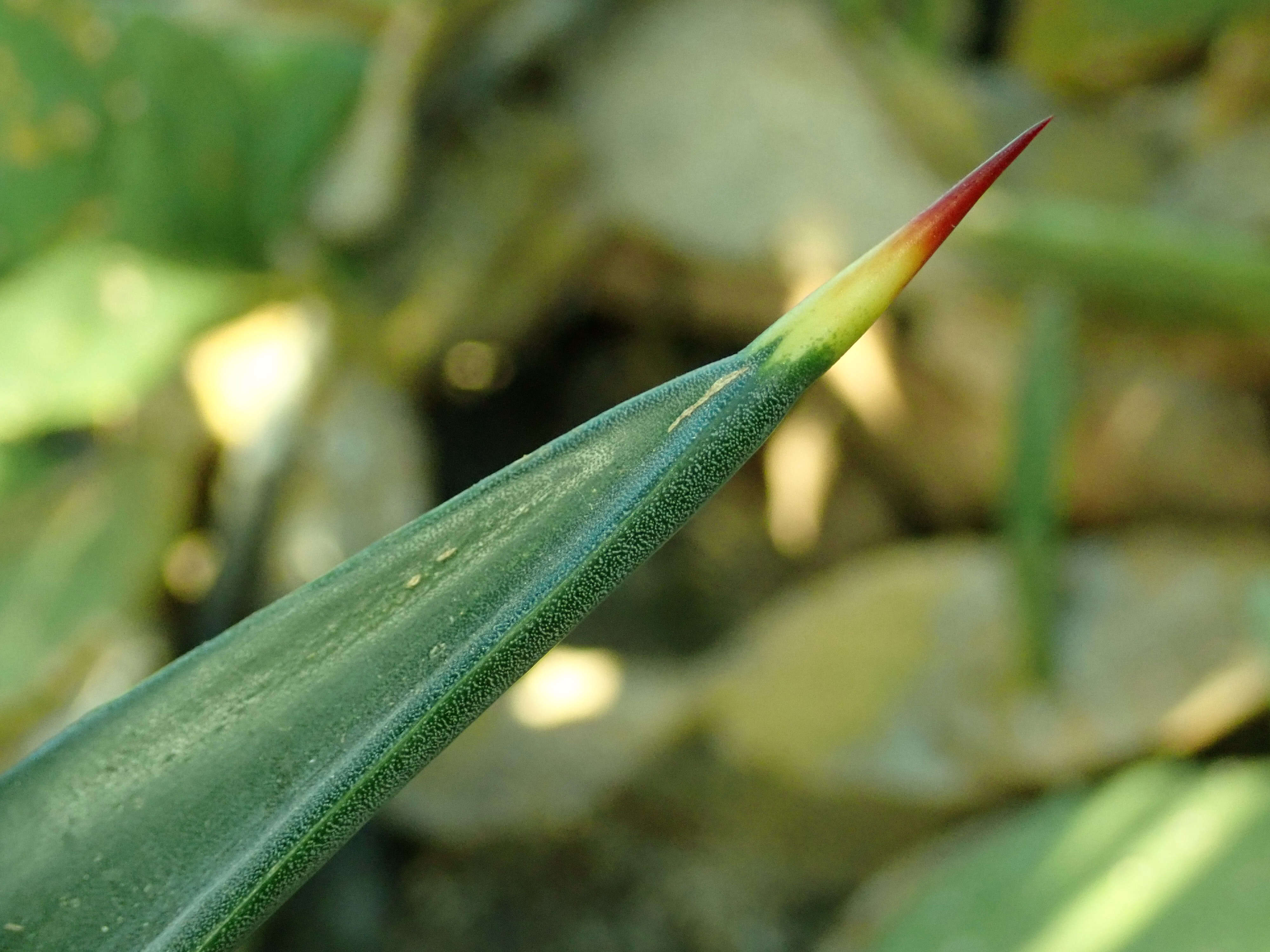 Plancia ëd Agave sisalana Perrine