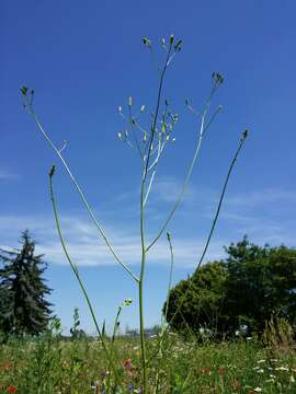 Image of smallflower hawksbeard