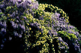 Image de Wisteria sinensis (Sims) Sweet