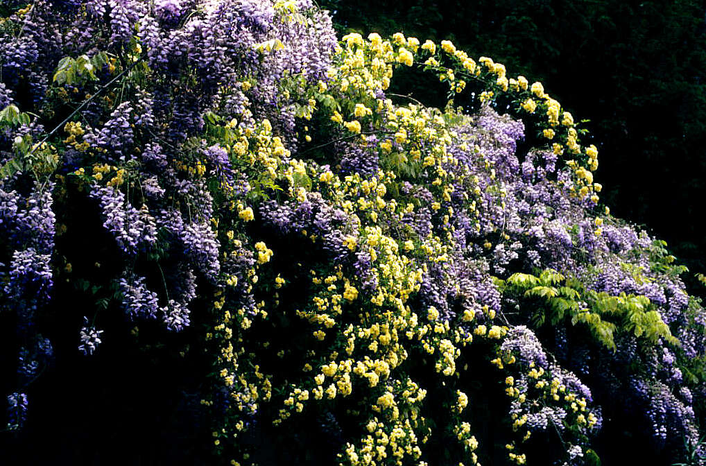 Image of Chinese wisteria