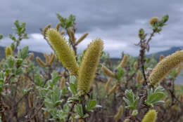 Imagem de Salix hastata L.