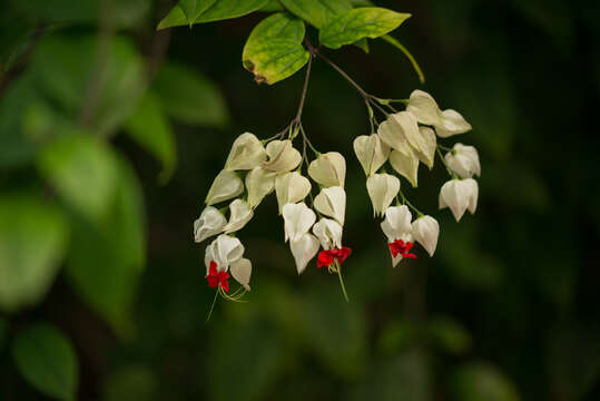 Слика од Clerodendrum thomsoniae Balf. fil.