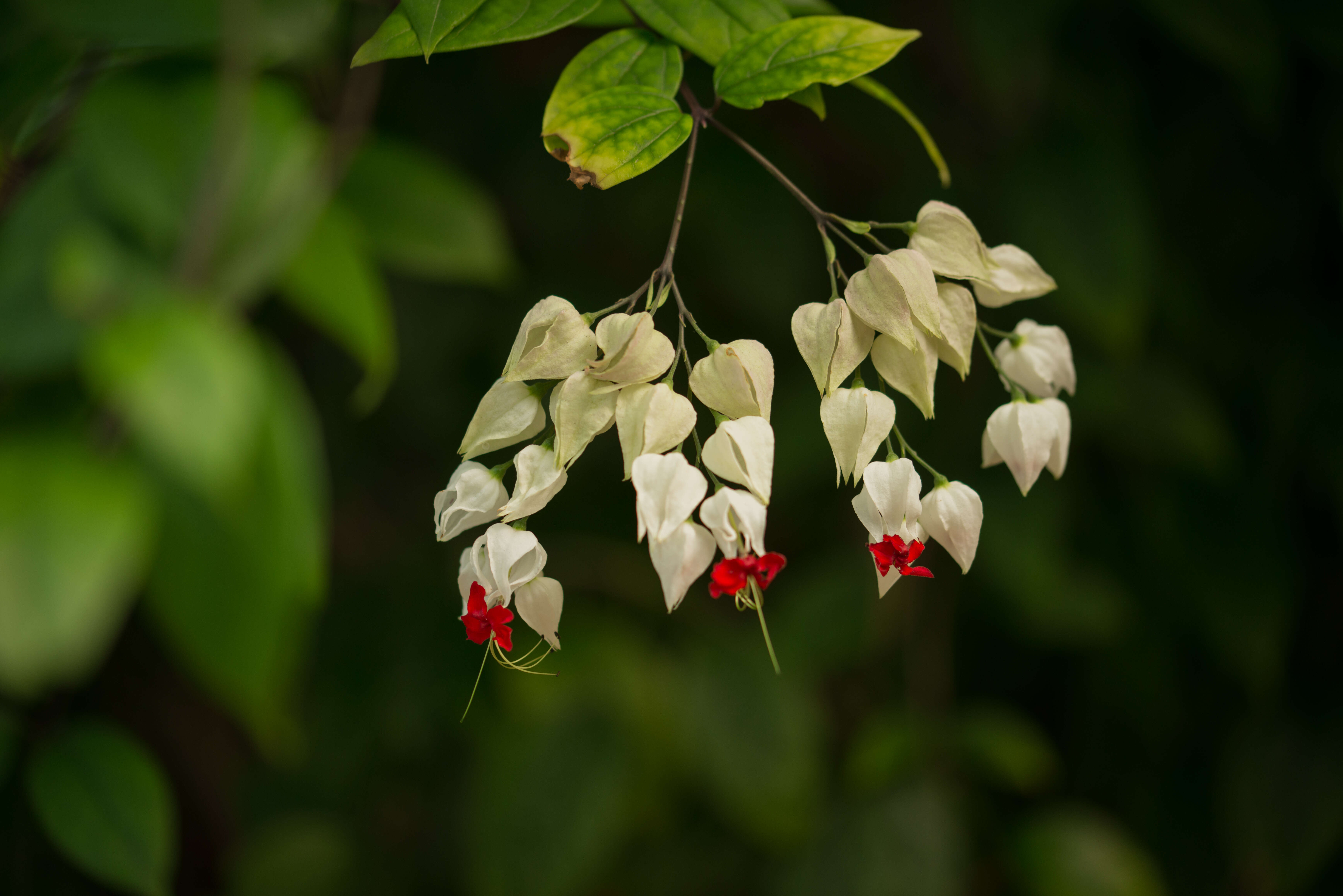 Image of bagflower