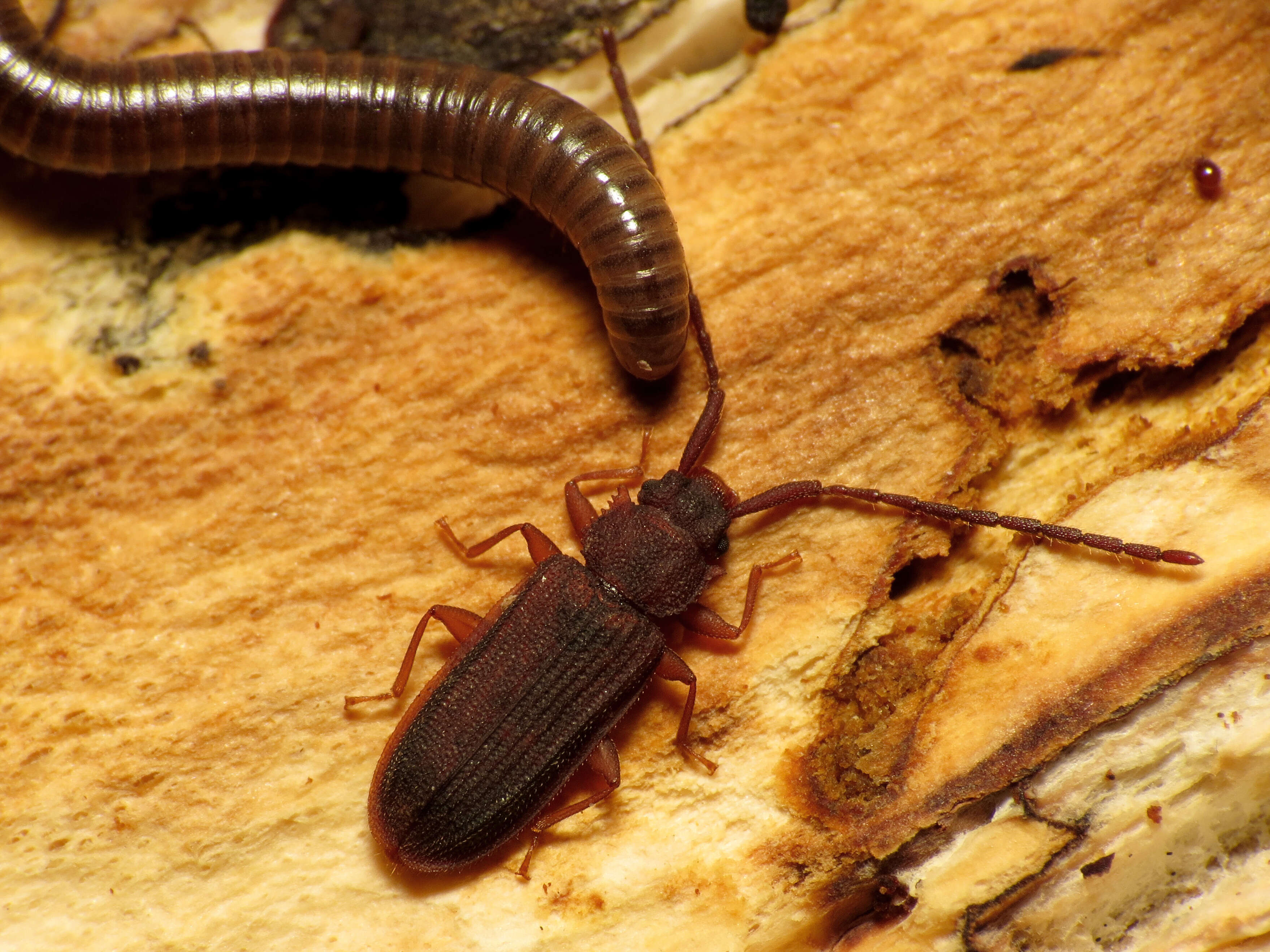 Image of silvanid flat bark beetles
