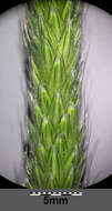 Image of meadow foxtail