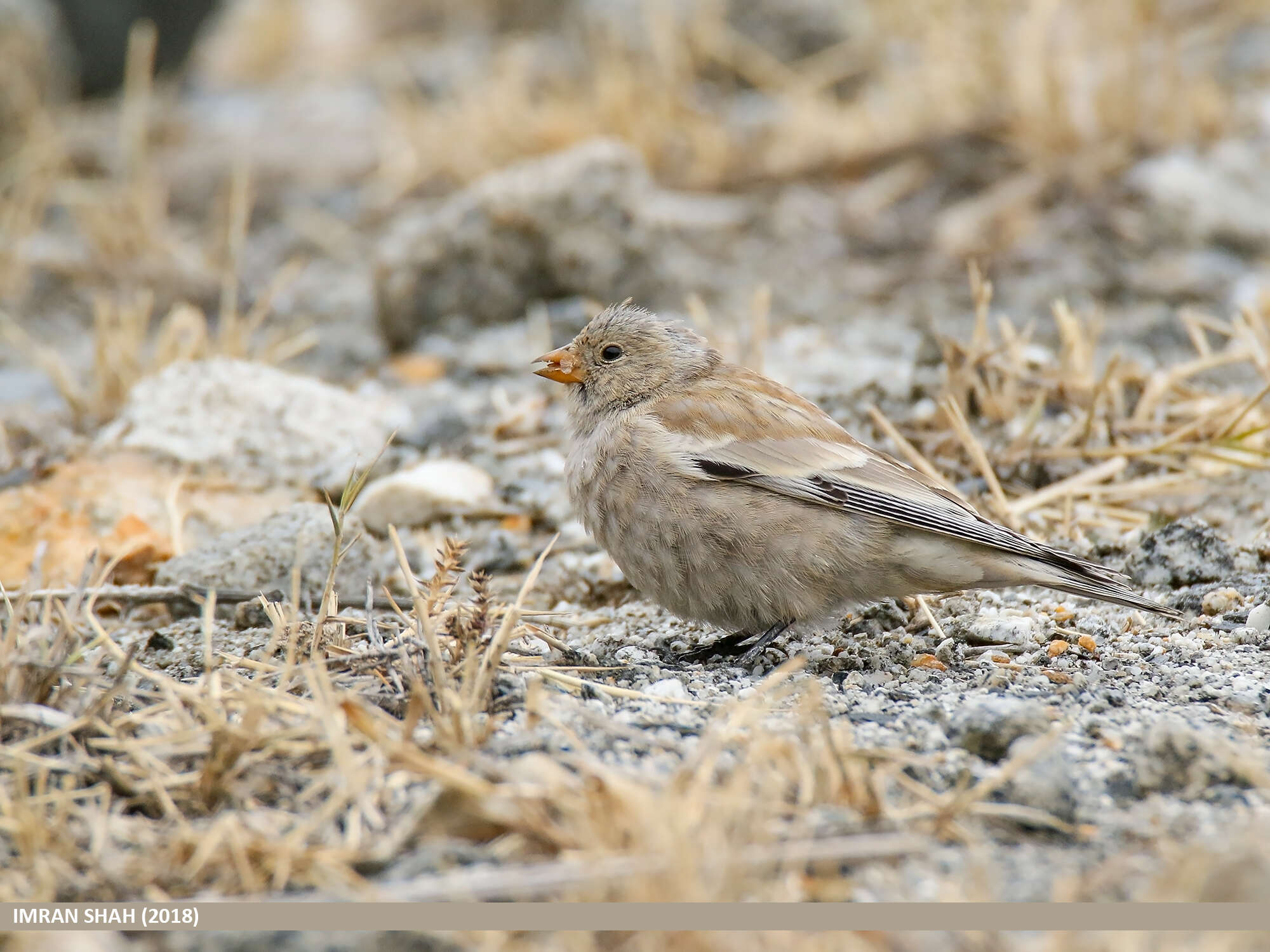 Image of Black-winged Snowfinch