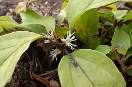 Image of Pachysandra axillaris Franch.