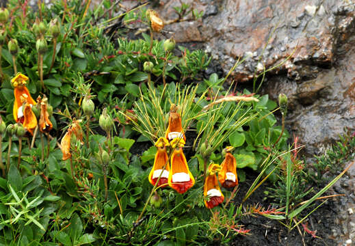 Image of Calceolaria uniflora Lam.