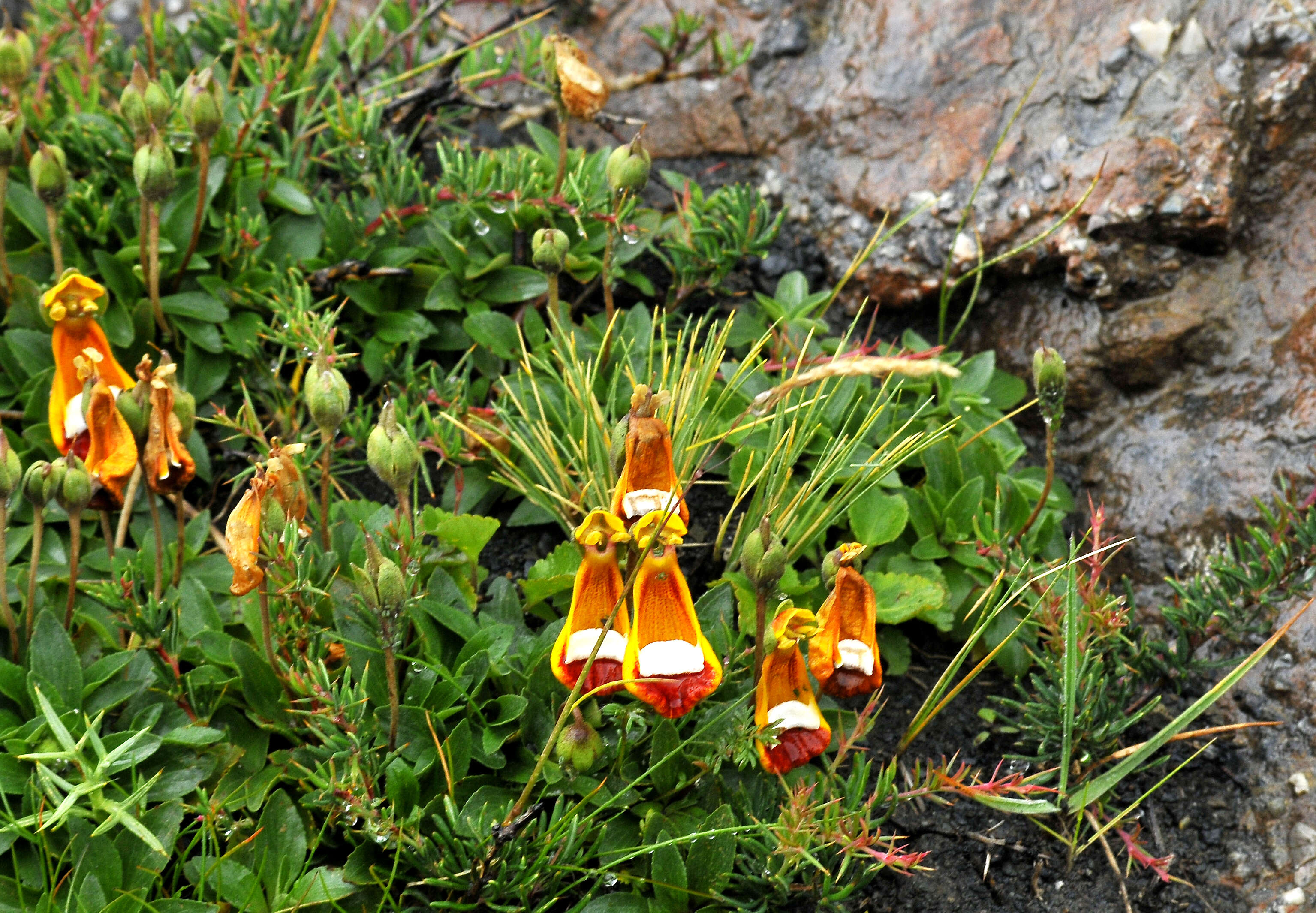 Image of Calceolaria uniflora Lam.