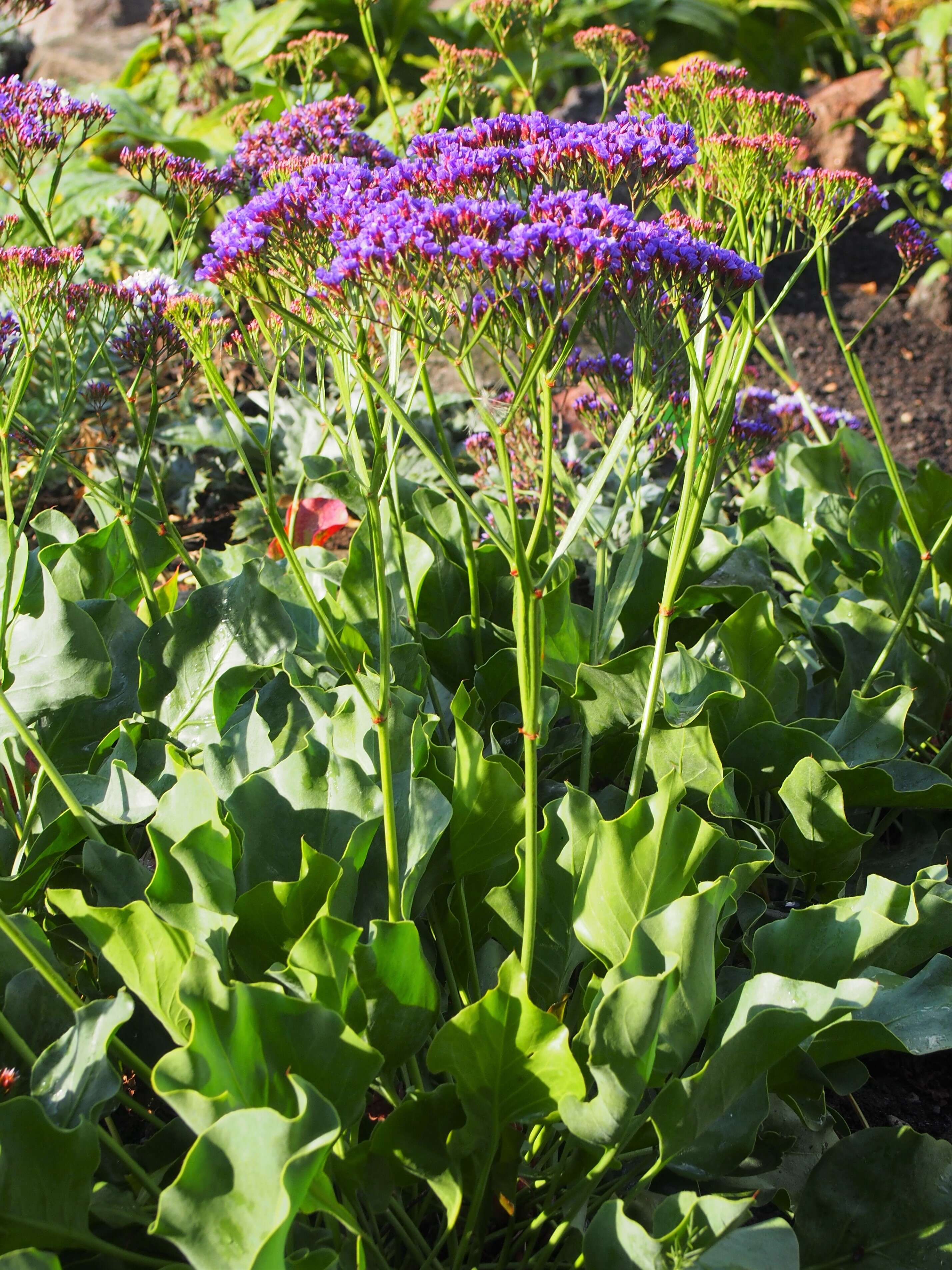 Limonium perezii (Stapf) F. T. Hubbard ex L. H. Bailey resmi