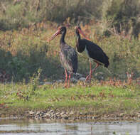 Image de Cigogne noire