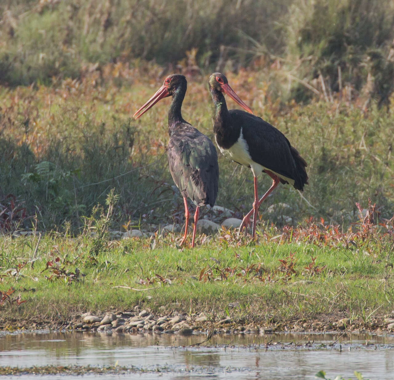 Image de Cigogne noire