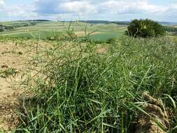 Image of bushy wallflower