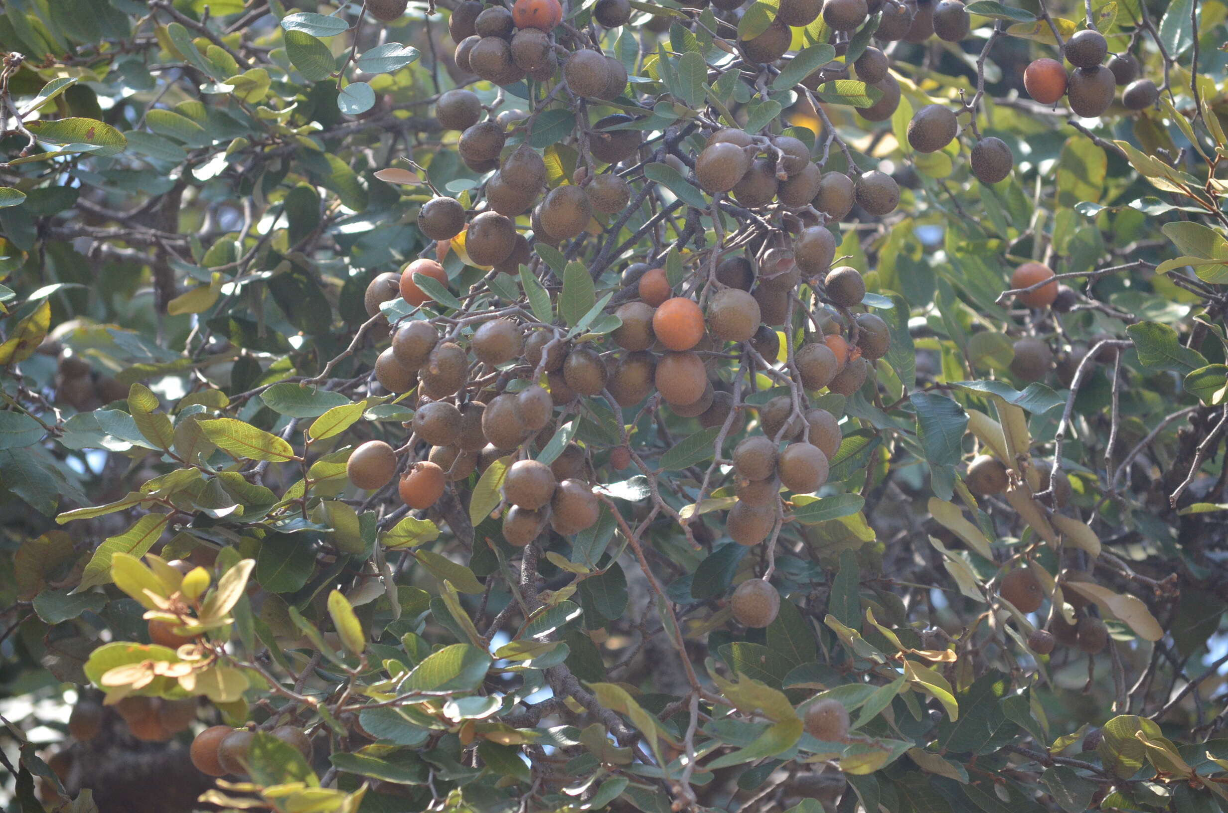 Image of Parinari curatellifolia Planch. ex Benth.