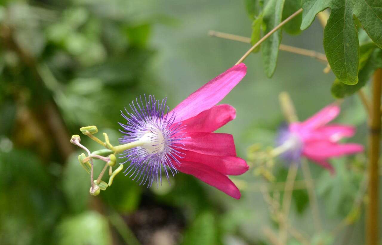 Passiflora kermesina Link & Otto的圖片