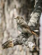 Image of Rusty-tailed Flycatcher