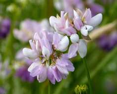 Plancia ëd Coronilla