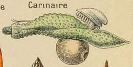 Image of Carinaria Lamarck 1801