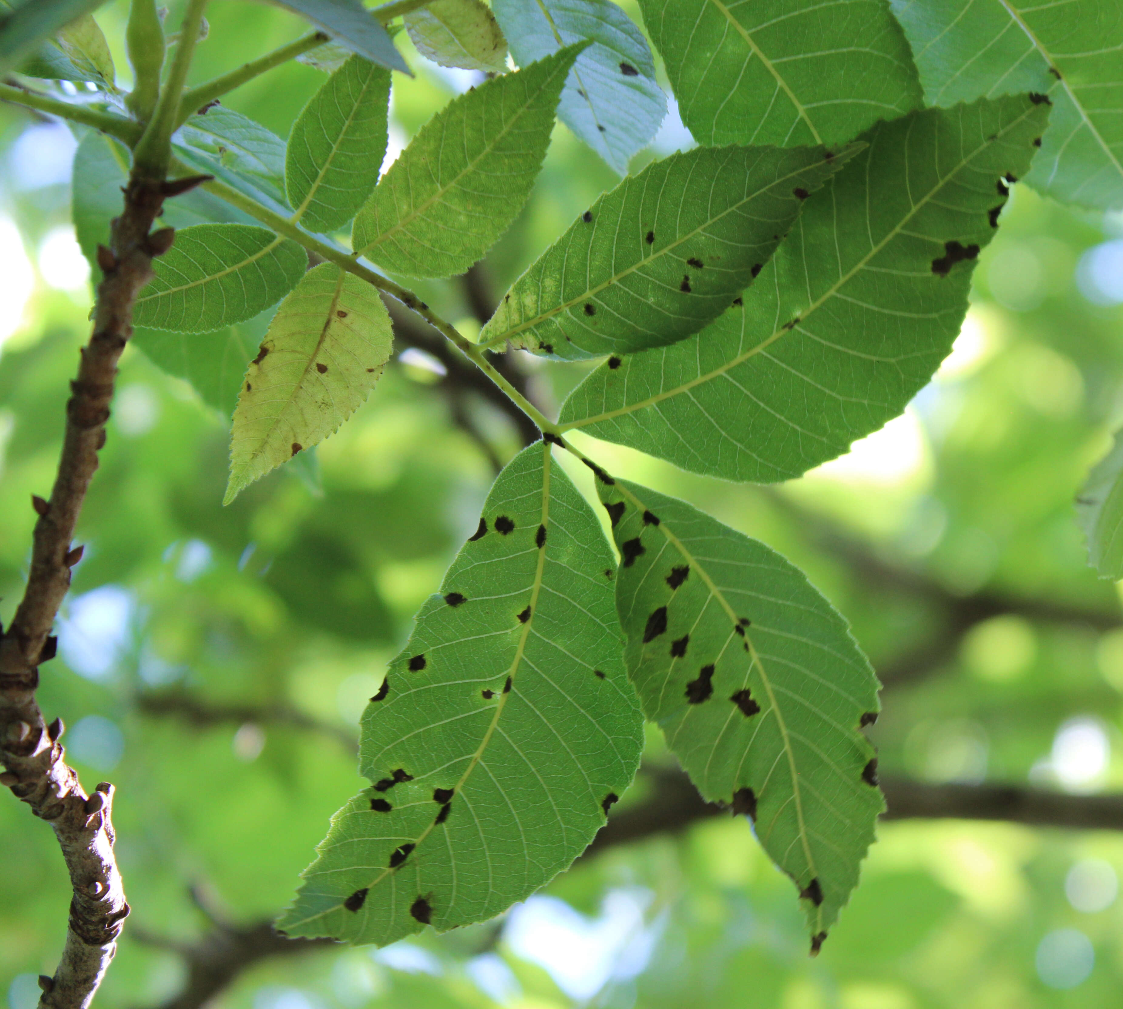 Image of Carya illinoinensis