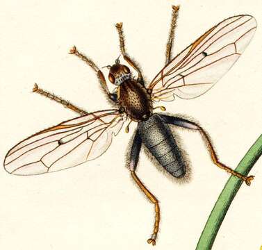 Image of seabeach flies