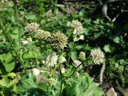 Imagem de Astrantia major L.