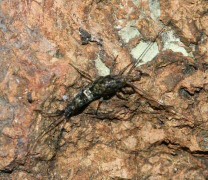 Image of Petrobius brevistylis Carpenter 1913