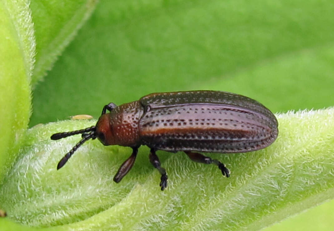 Microrhopala vittata (Fabricius 1798)的圖片