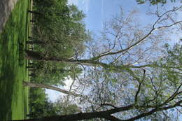 Image of American sycamore