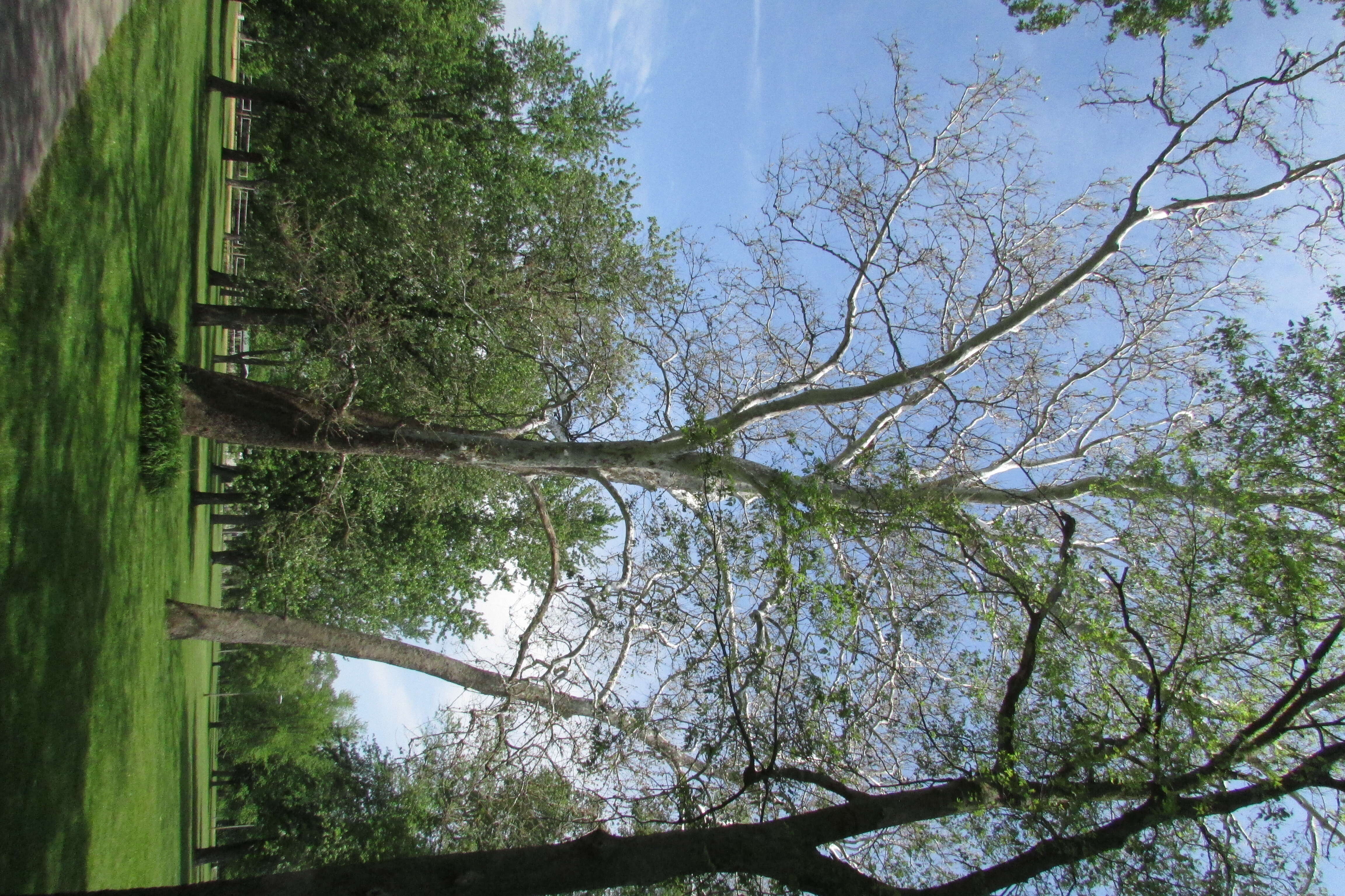 Imagem de Platanus occidentalis L.