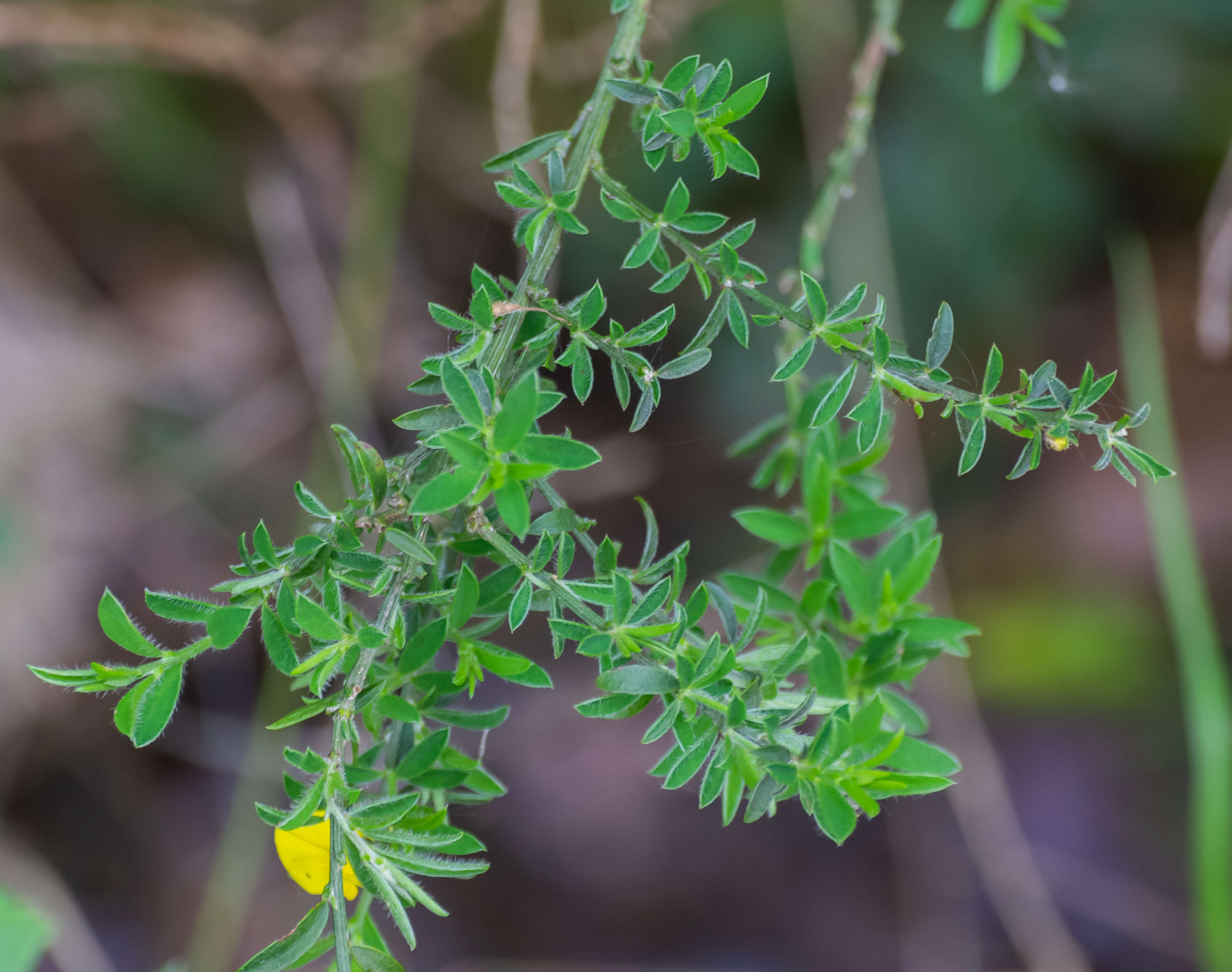 Imagem de Genista pilosa L.