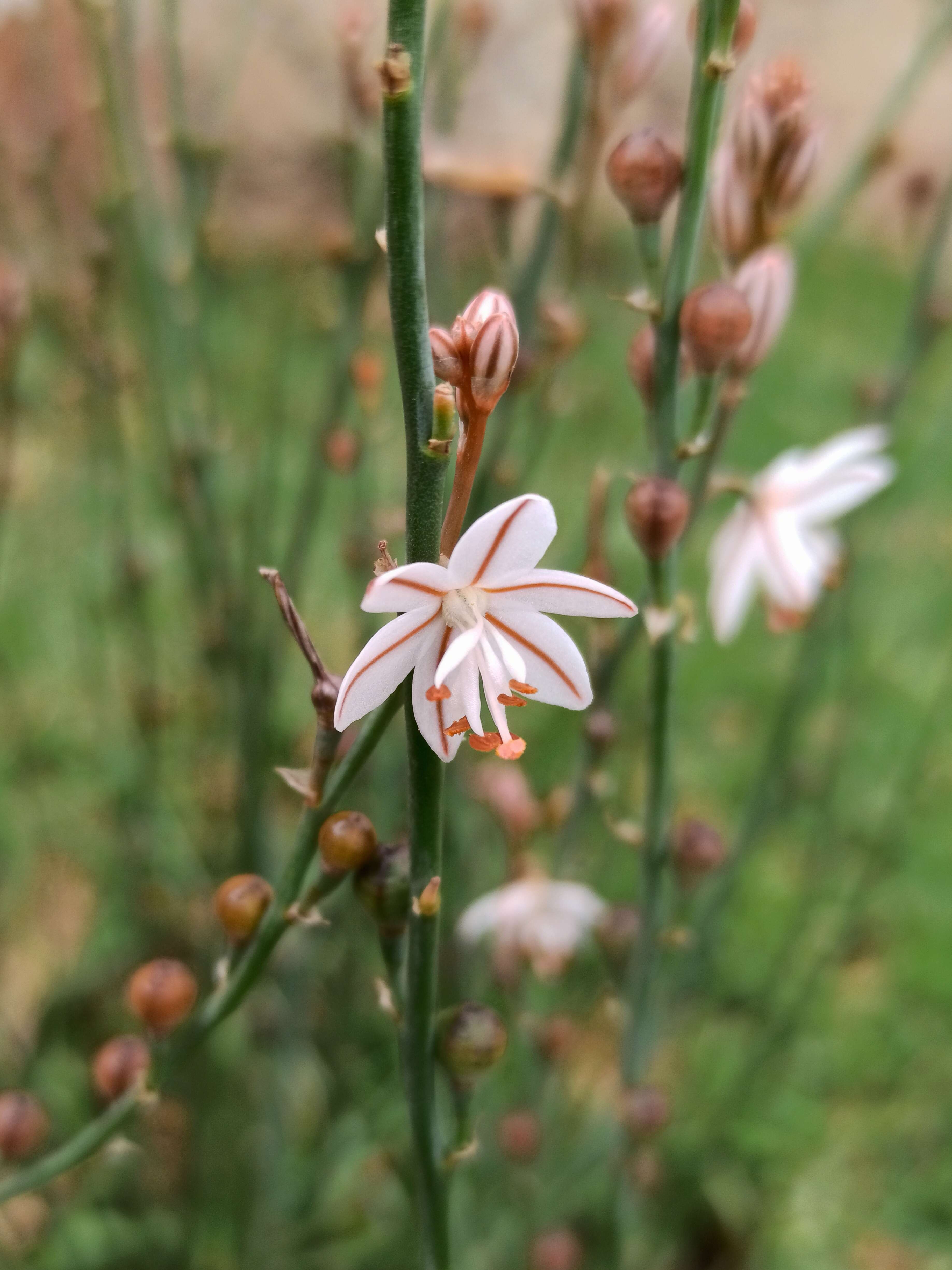 Image of onionweed