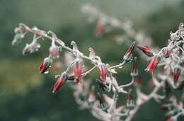 Image of Dudleya anthonyi Rose ex Britton & Rose