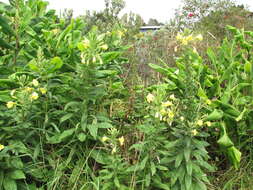 Imagem de Oenothera biennis L.