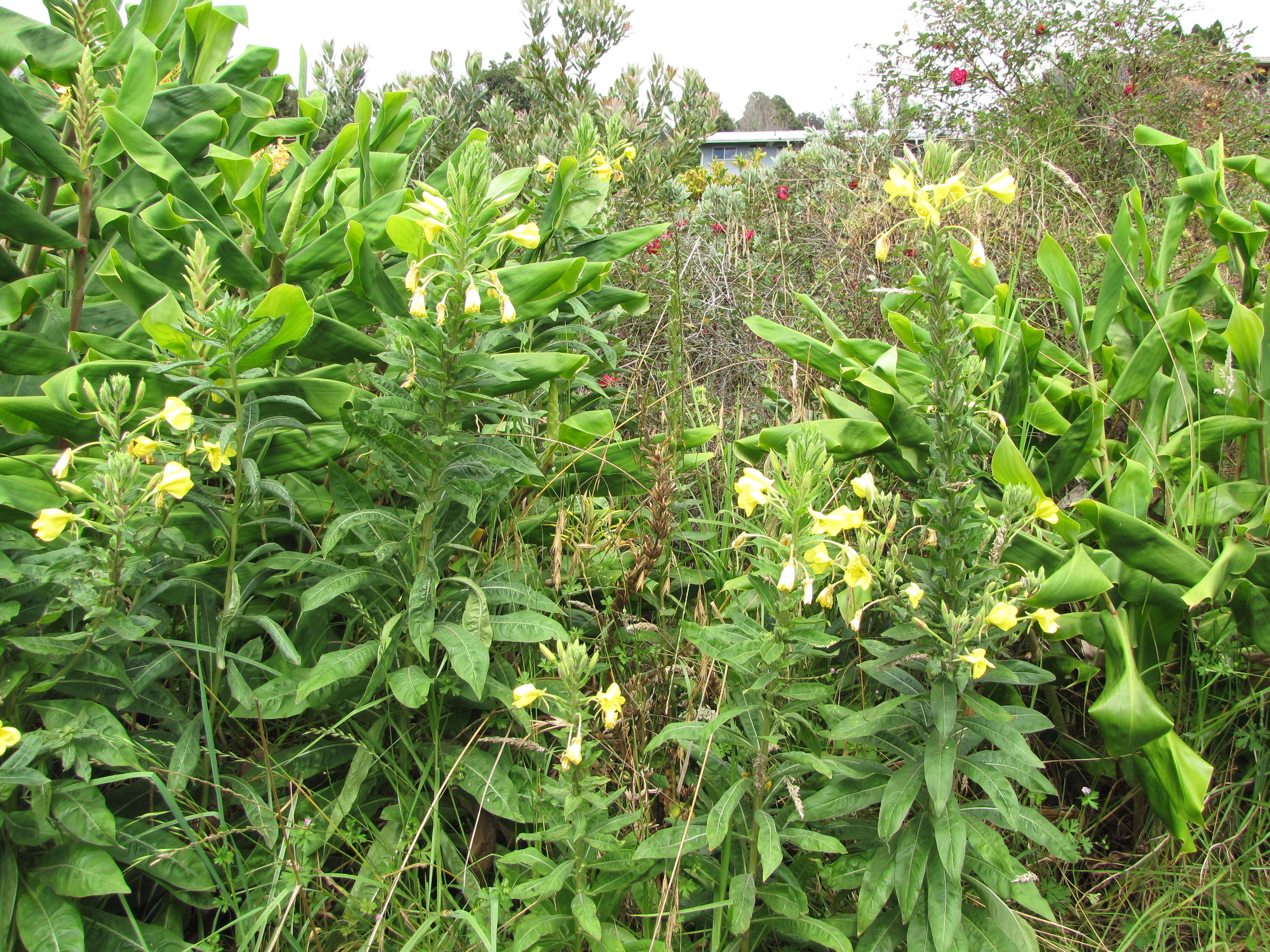 Imagem de Oenothera biennis L.