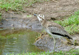 Image of Water Dikkop