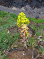 Image of Aeonium arboreum subsp. holochrysum (H. Y. Liu) Bañares