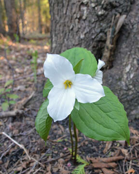 Image of White trillium