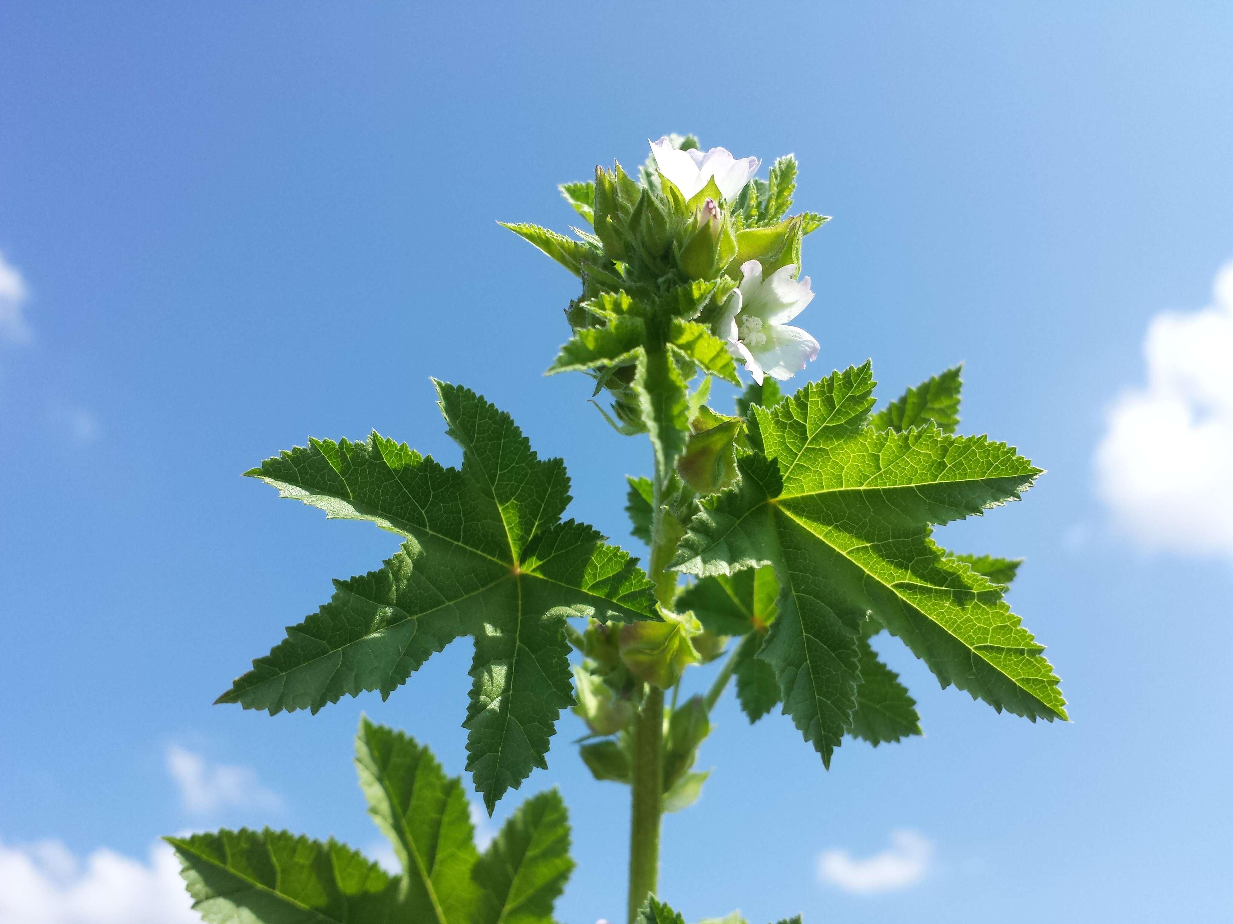 Image of cluster mallow