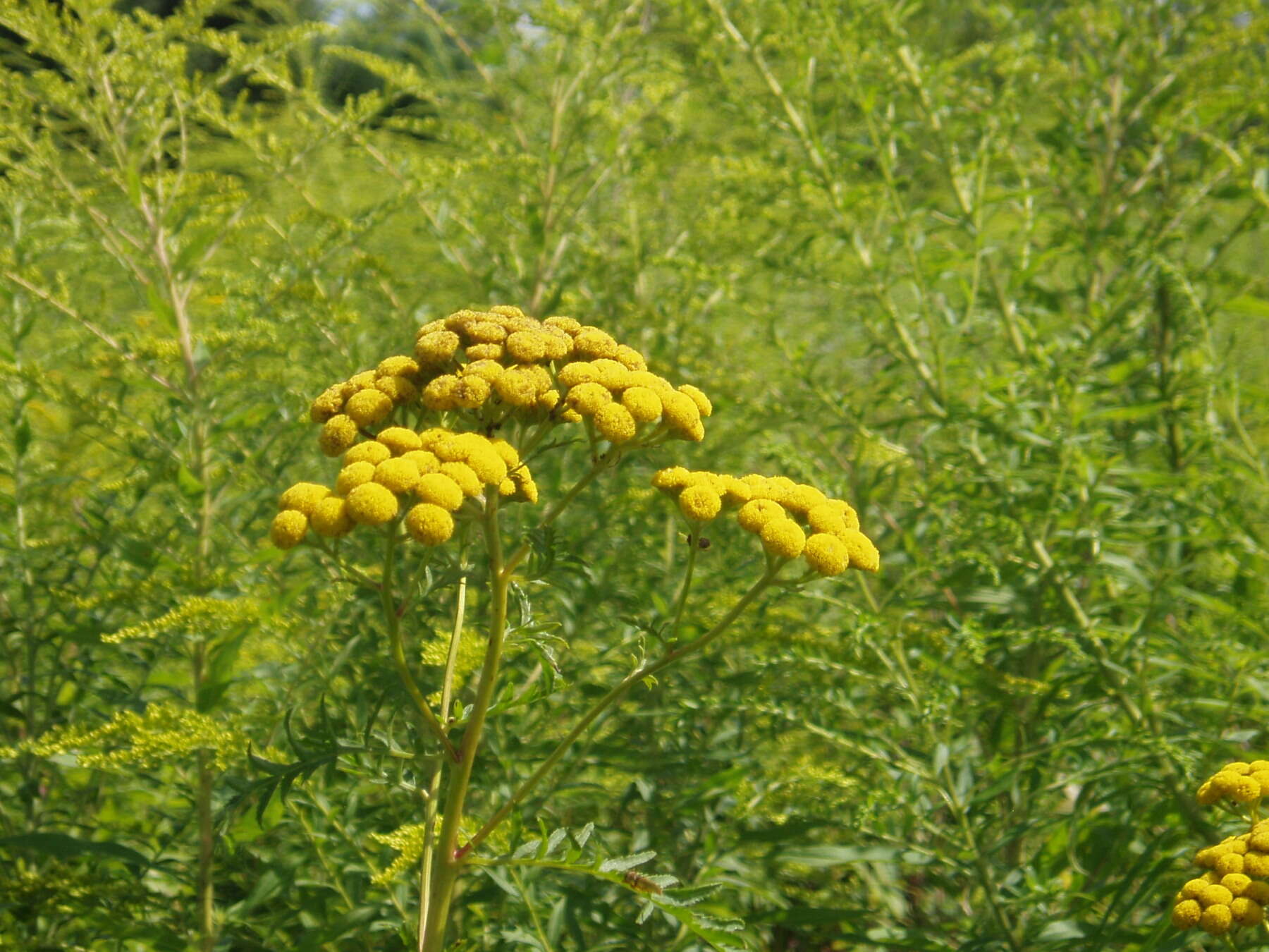 Image of common tansy