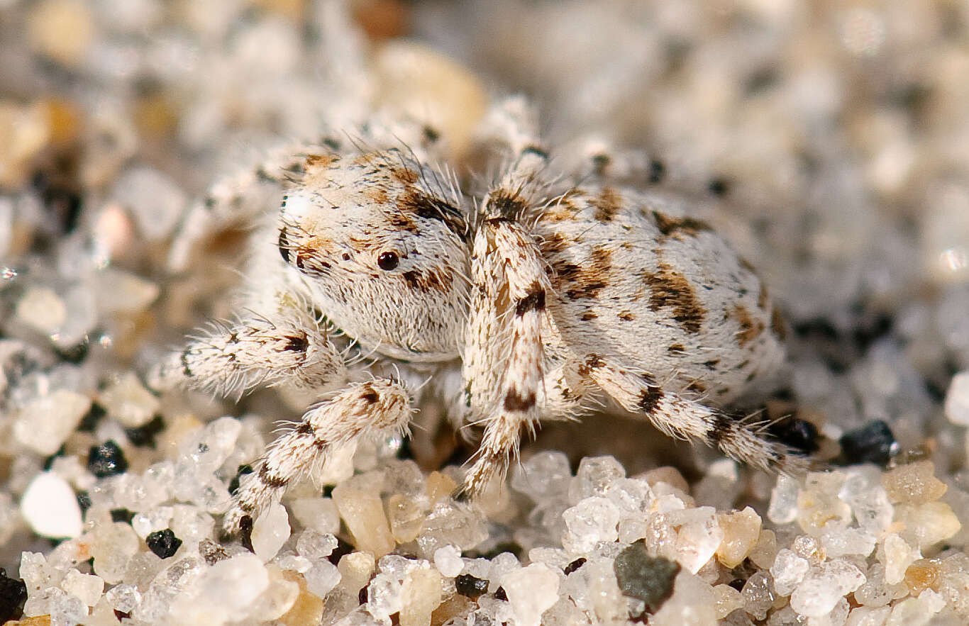 Image of Habronattus ustulatus (Griswold 1979)