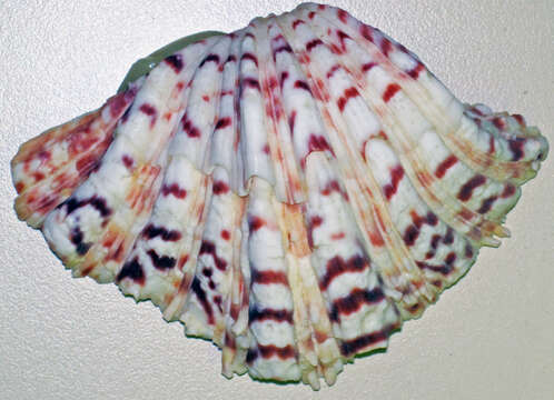 Image of Bear Paw Clam