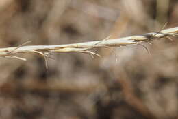 Image of Astrebla elymoides F. Muell. ex F. M. Bailey