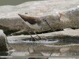 Image of Green Sandpiper