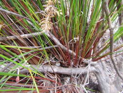 Image of bog-rush