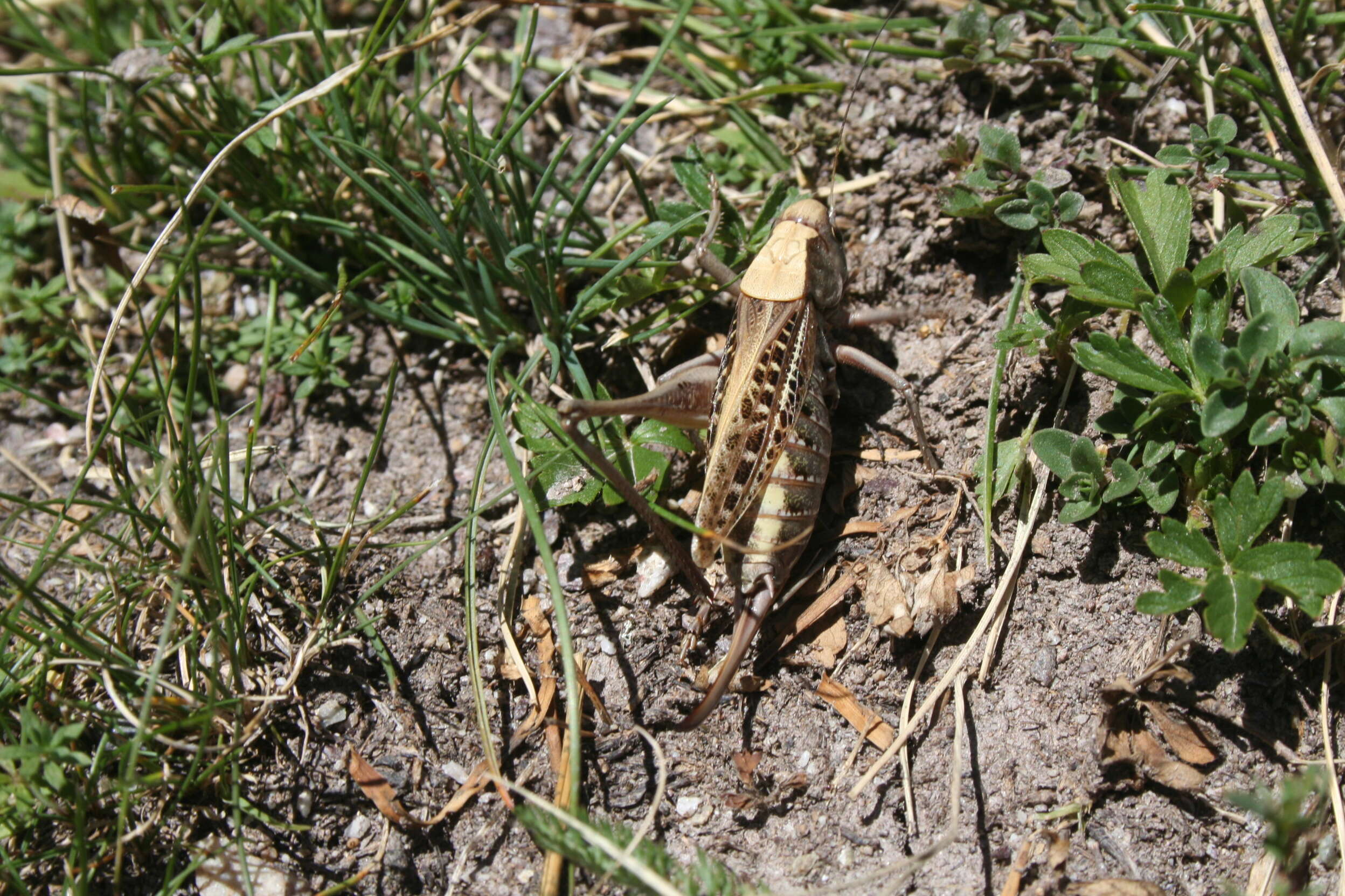 Imagem de Decticus albifrons (Fabricius 1775)